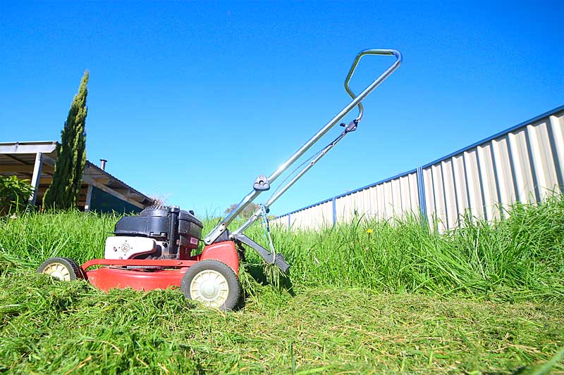 Grass